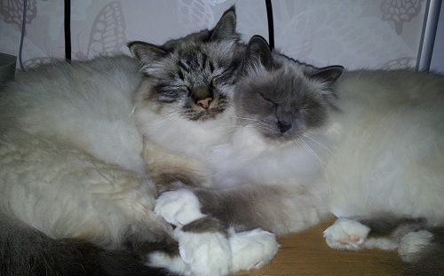 2 långhåriga kattor vilar tillsammans