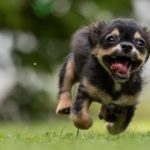 En springande glad hundvalp